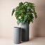 2 x Philodendron Selloum Plant