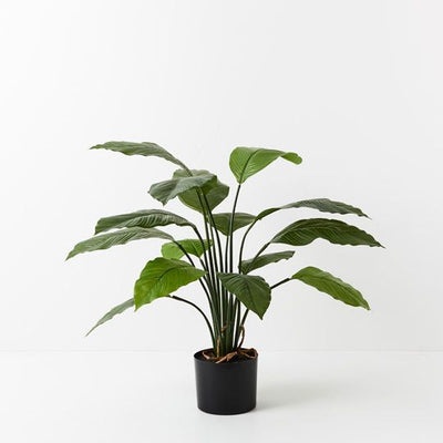 2 x Spathiphyllum Leaf Plant