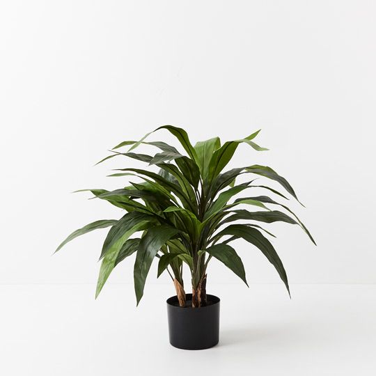 2 x Cordyline Plant