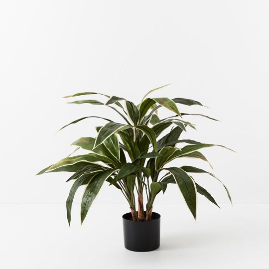 2 x Cordyline Plant