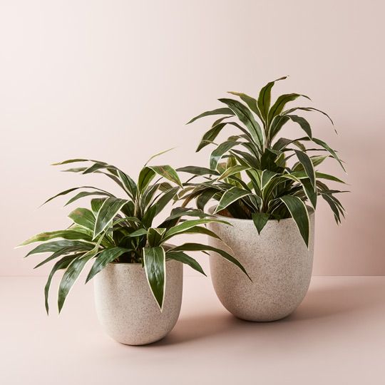 2 x Cordyline Plant