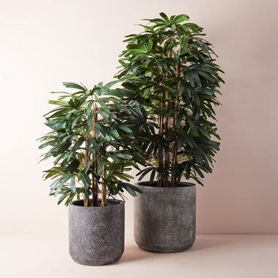 2 x Palm Rhapis