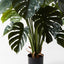 2 x Monstera Plant