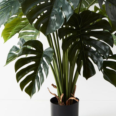 2 x Monstera Plant