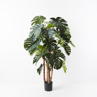 2 x Monstera Plant