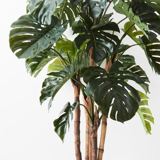 2 x Monstera Plant