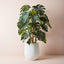 2 x Monstera Plant