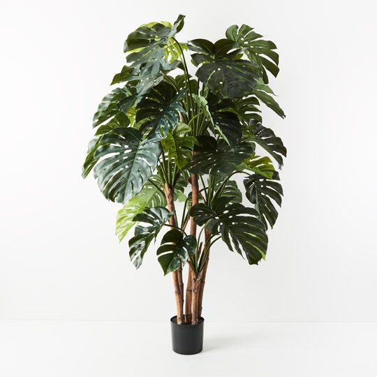 2 x Monstera Plant