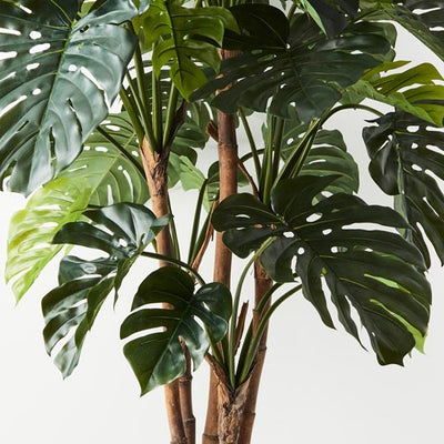 2 x Monstera Plant