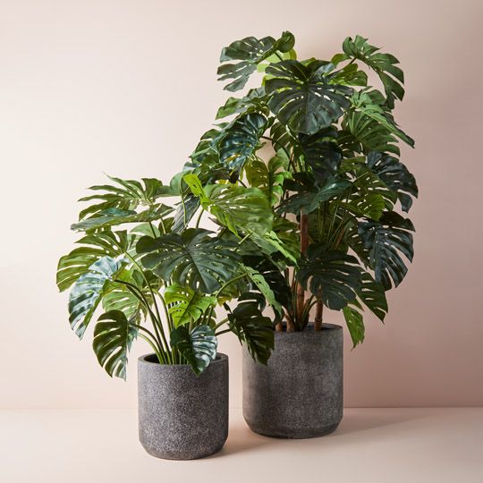 2 x Monstera Plant