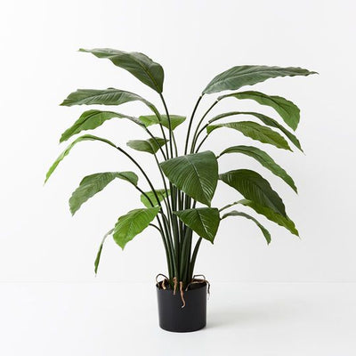 2 x Spathiphyllum Leaf Plant