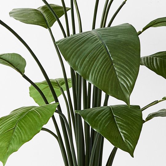 2 x Spathiphyllum Leaf Plant