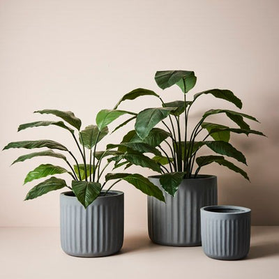 2 x Spathiphyllum Leaf Plant