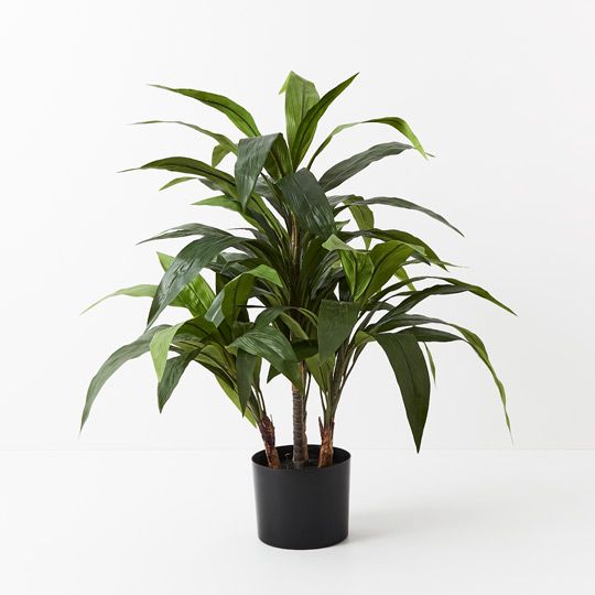 2 x Cordyline Plant