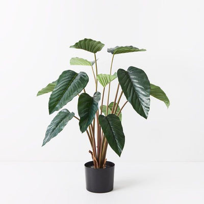 2 x Philodendron Plant