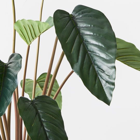 2 x Philodendron Plant