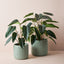 2 x Philodendron Plant