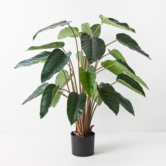 2 x Philodendron Plant