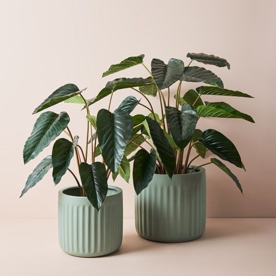 2 x Philodendron Plant