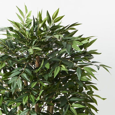 2 x Ruscus Tree