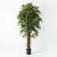 2 x Ruscus Tree