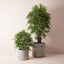 2 x Ruscus Tree