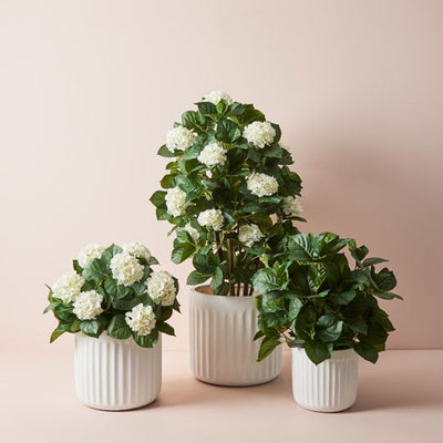 2 x Hydrangea Leaf Plant