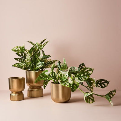 2 x Pot Palina Pedestal