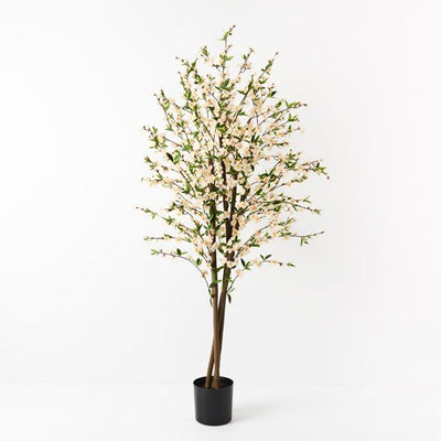 2 x Blossom Tree