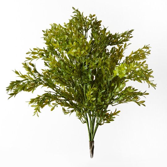 6 x Boxwood Bush (UV)