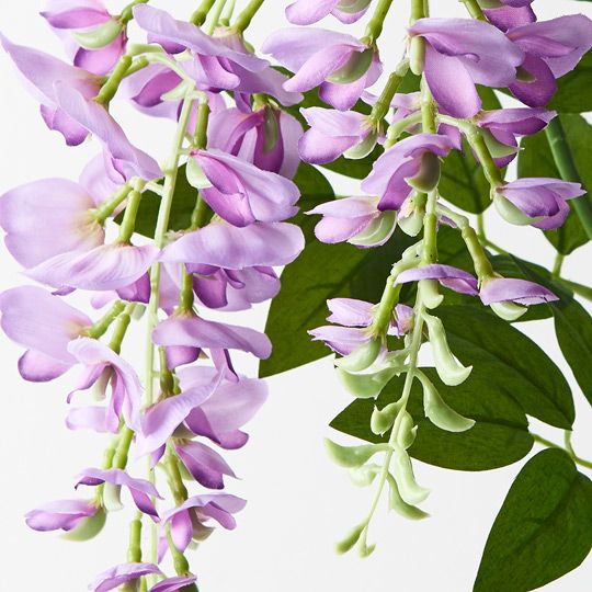 12 x Wisteria Spray