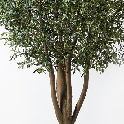 1 x Olive Tree