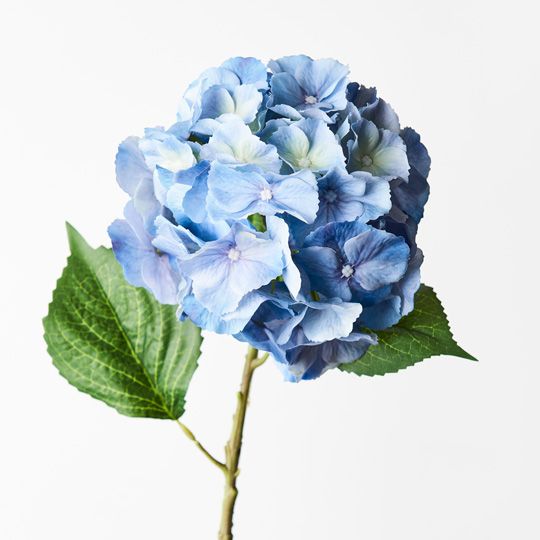 12 x Hydrangea