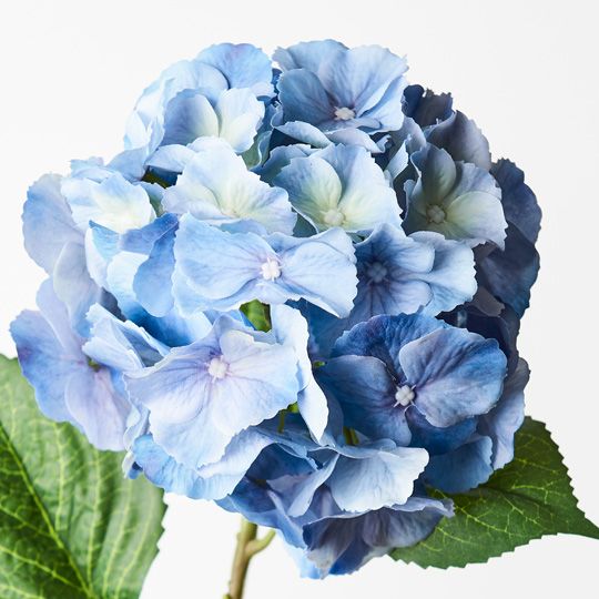 12 x Hydrangea