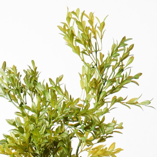 6 x Boxwood Bush (UV)