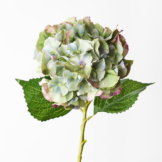 12 x Hydrangea