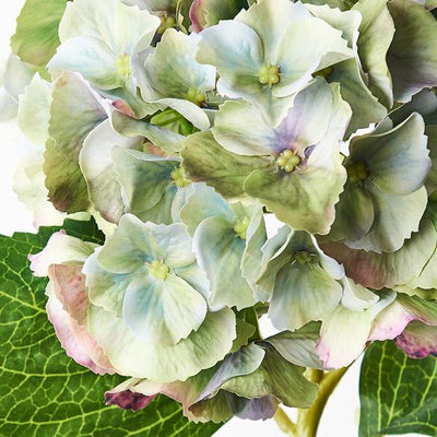 12 x Hydrangea