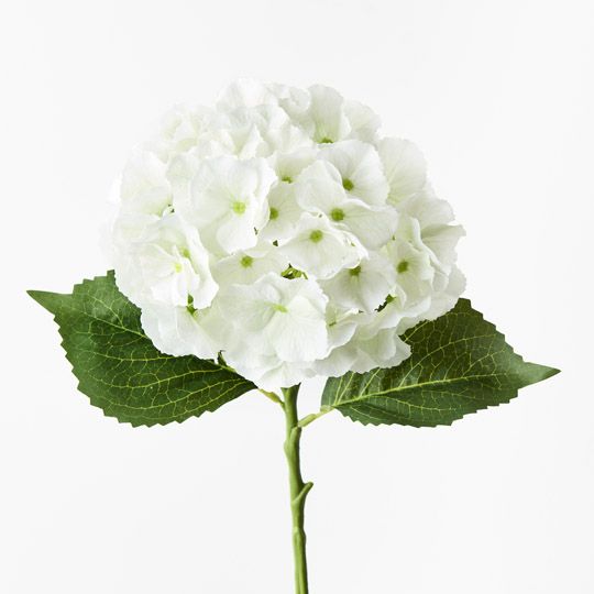 12 x Hydrangea