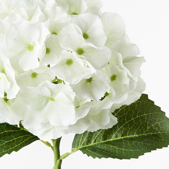 12 x Hydrangea