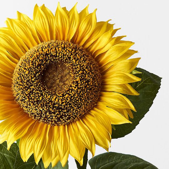 6 x Sunflower