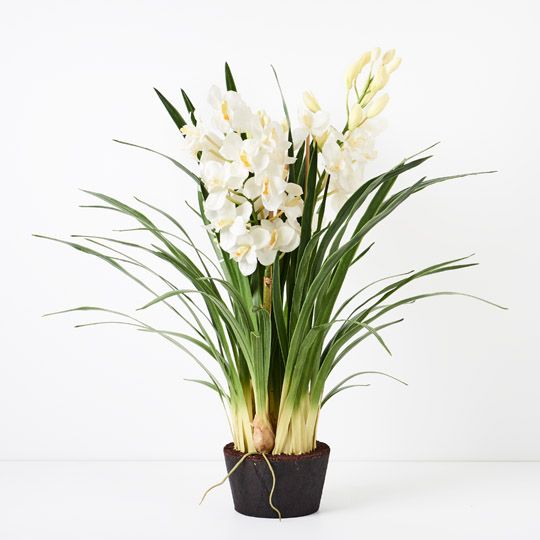 1 x Orchid Cymbidium Plant