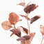 Eucalyptus Spray (Set of 12)