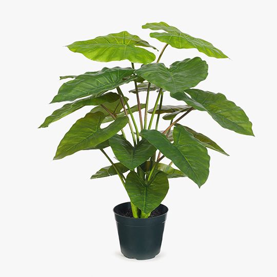 2 x Taro Plant