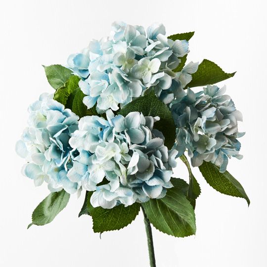 12 x Hydrangea Bush