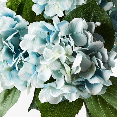 12 x Hydrangea Bush