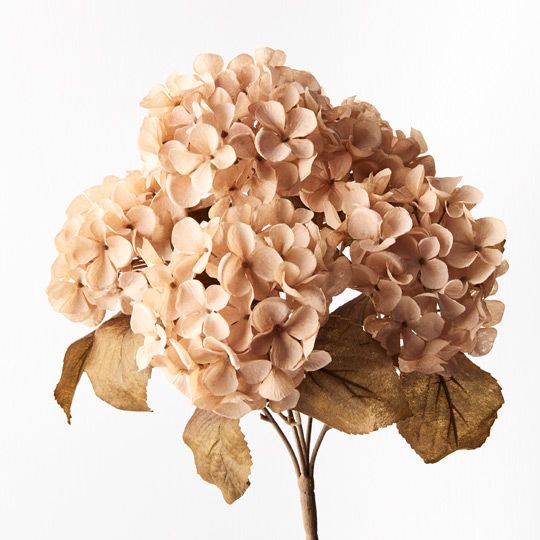 12 x Hydrangea Bush