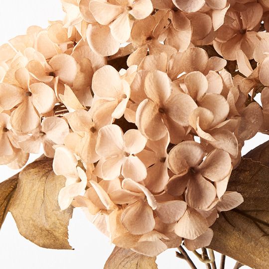 12 x Hydrangea Bush