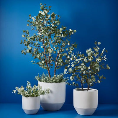 2 x Eucalyptus Tree