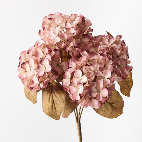 12 x Hydrangea Bush