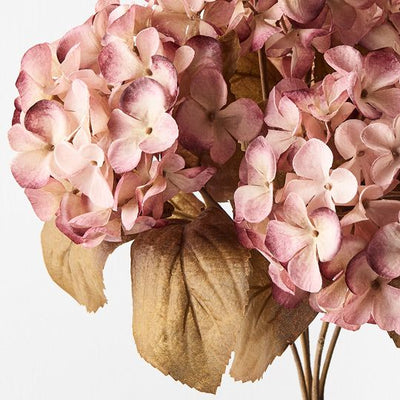 12 x Hydrangea Bush